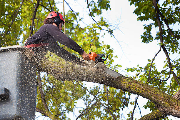 Best Arborist Consultation Services  in Harrah, OK